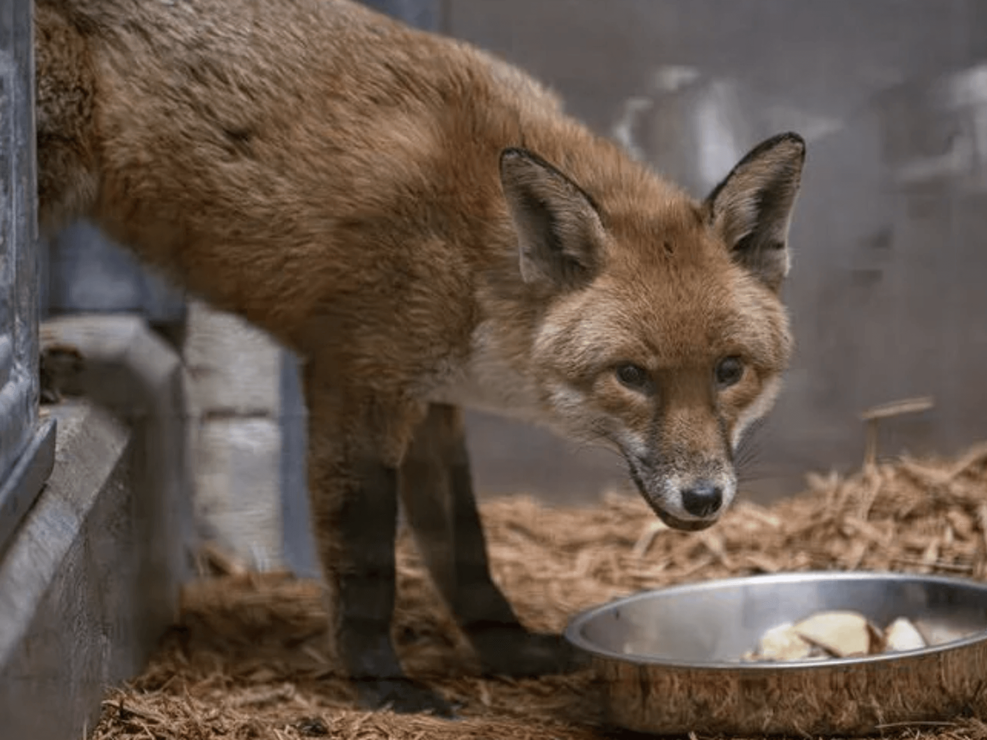 The fox made the transatlantic voyage