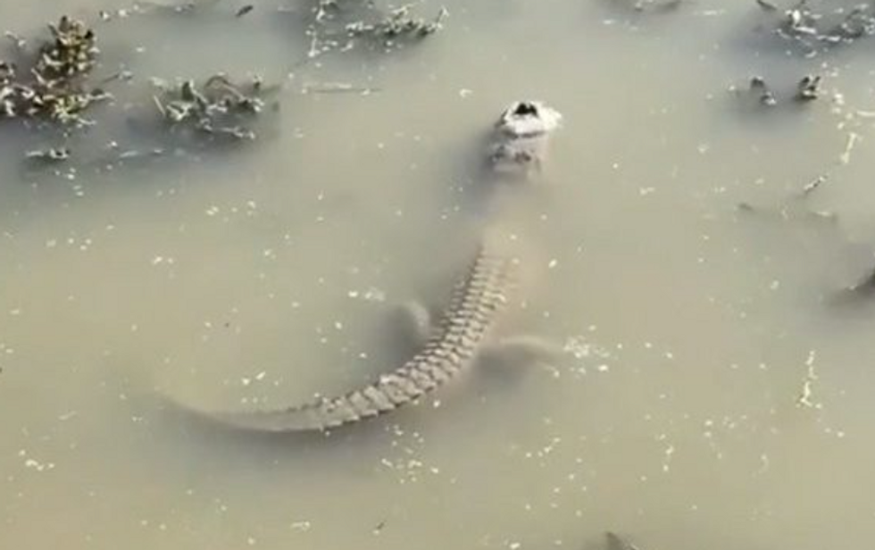 The frozen alligator
