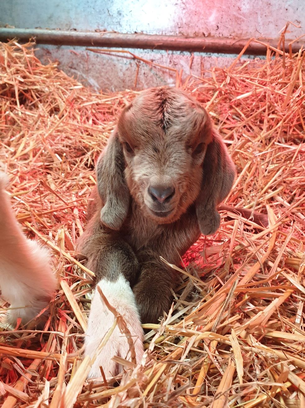 The goats are now walking again