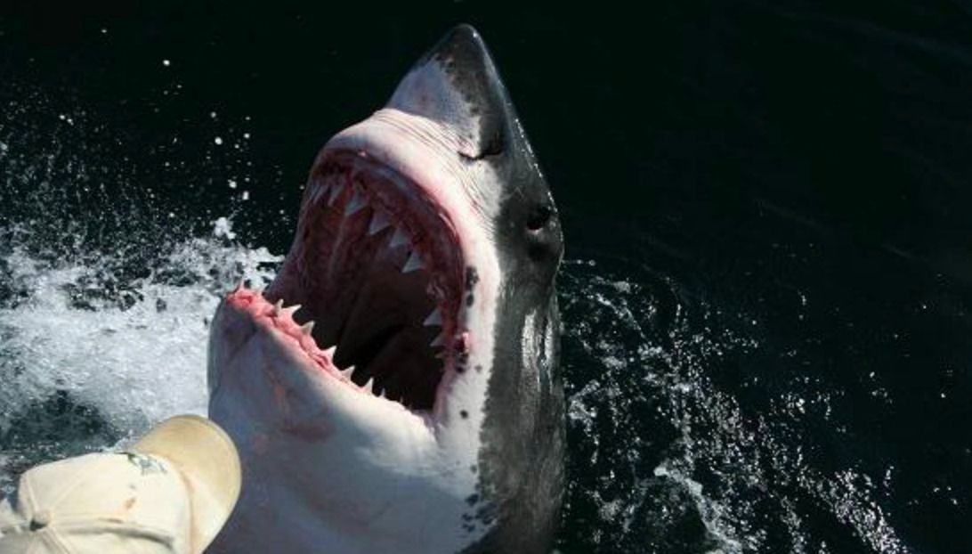 The great white shark population has been affected following the attacks