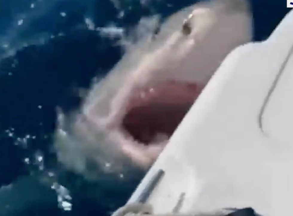 The great white shark reared its head out of the water bearing its teeth