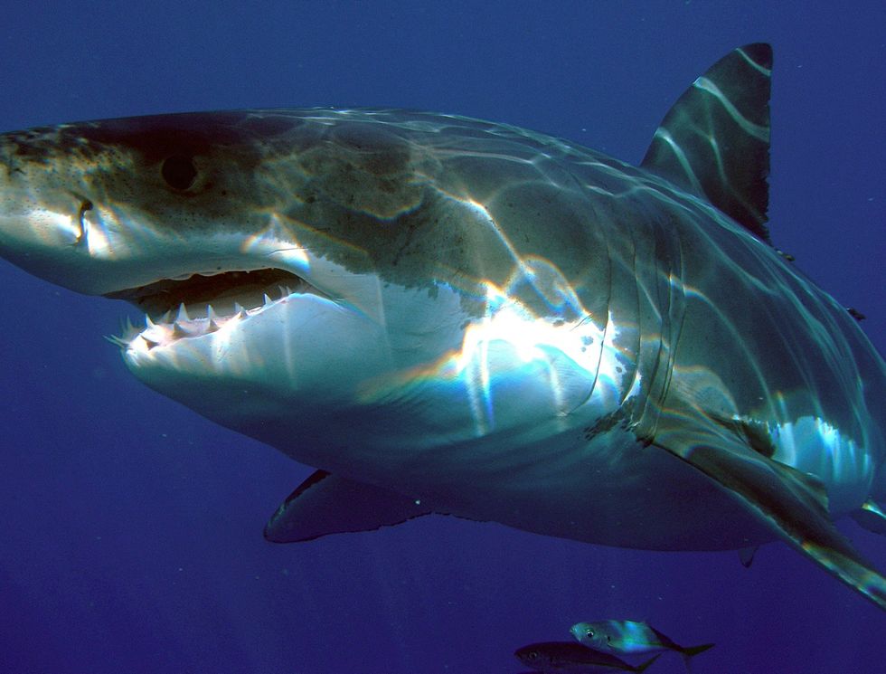 The great white shark which attacked the swimmer is thought to be up to 20ft long