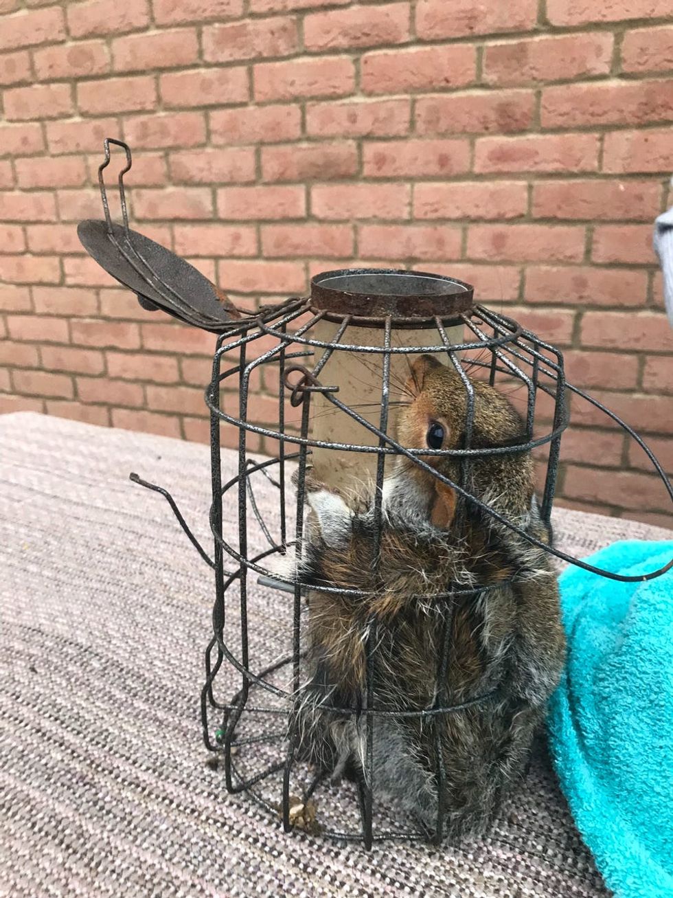 The 'greedy boy' squirrel