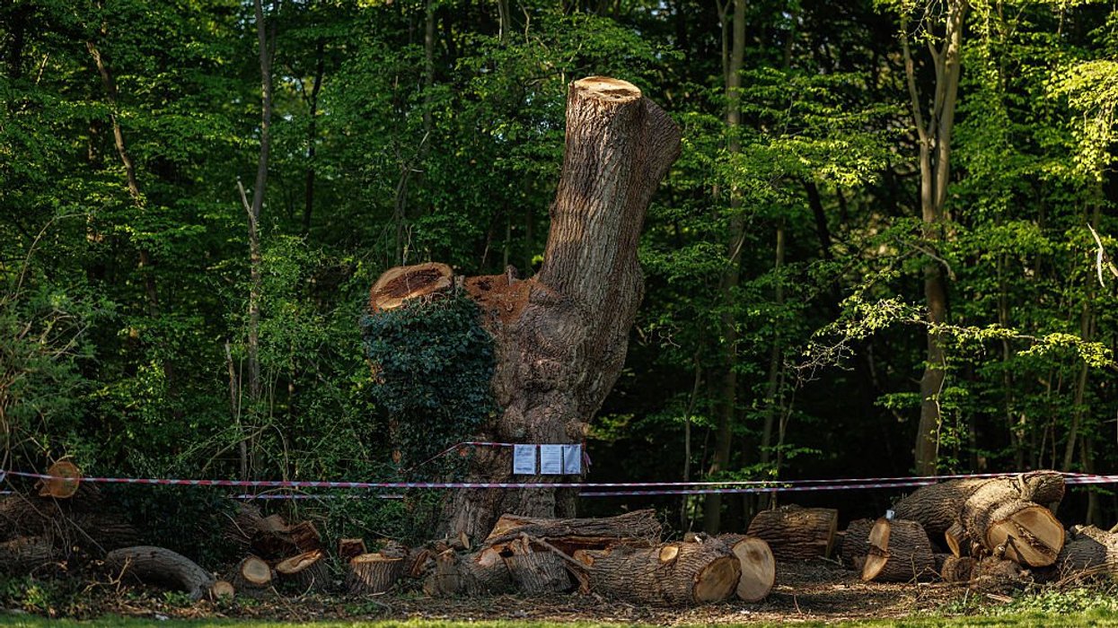 The 'Guy Fawkes Oak' has been felled