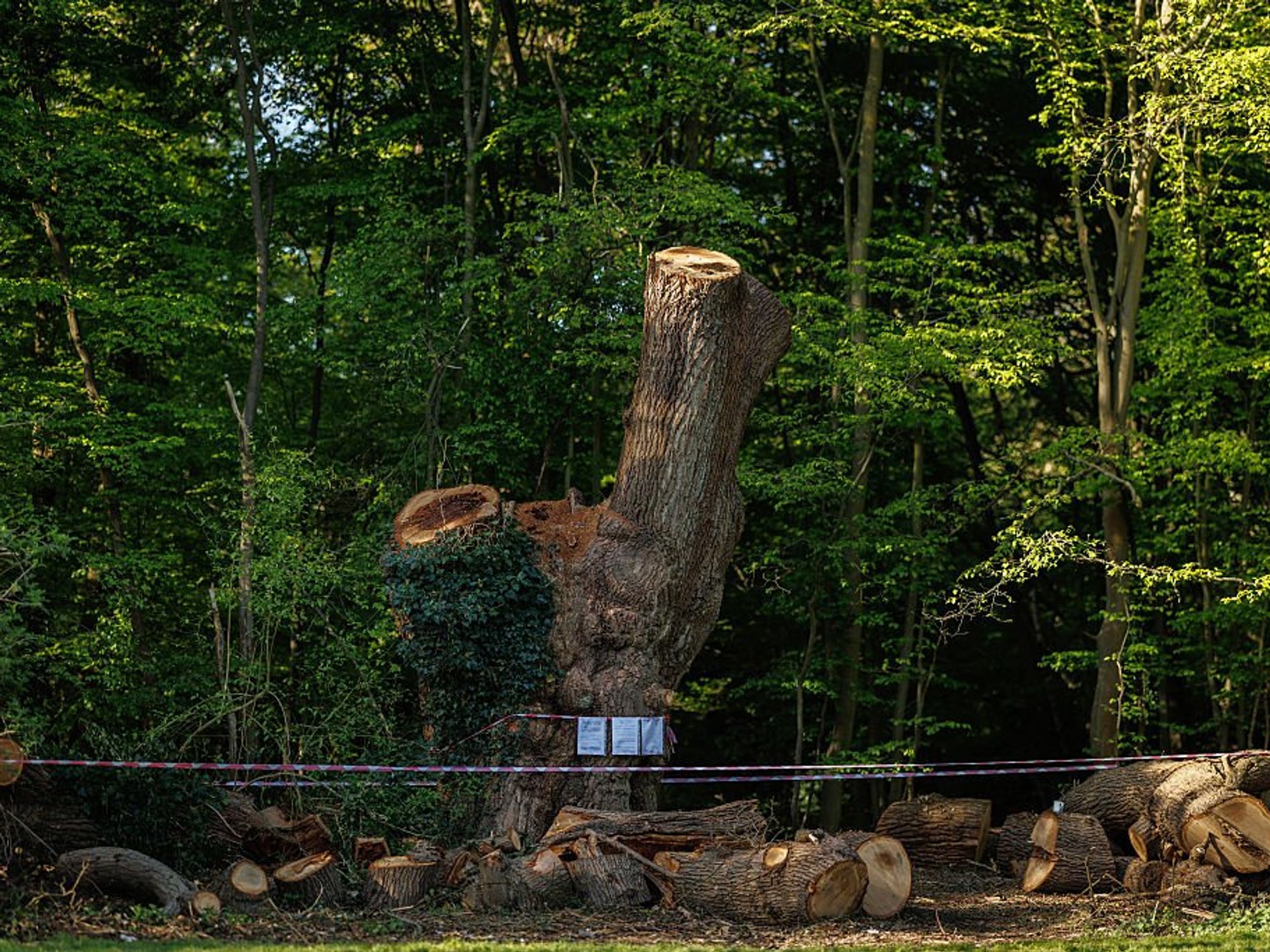 The 'Guy Fawkes Oak' has been felled