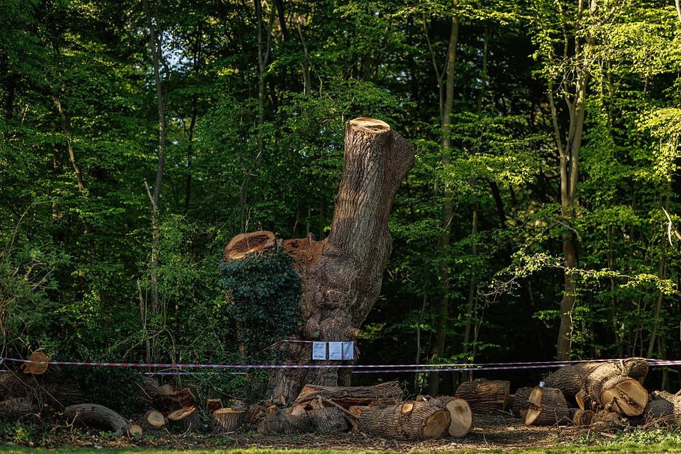 The 'Guy Fawkes Oak' has been felled