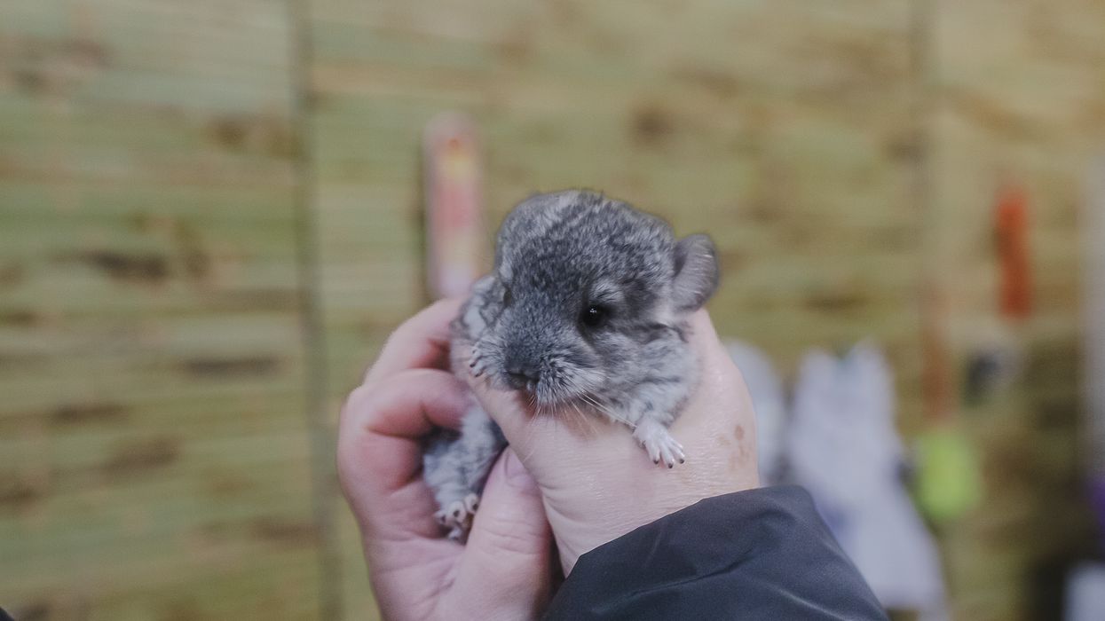 Plane grounded for FOUR DAYS after 132 hamsters escape and run loose