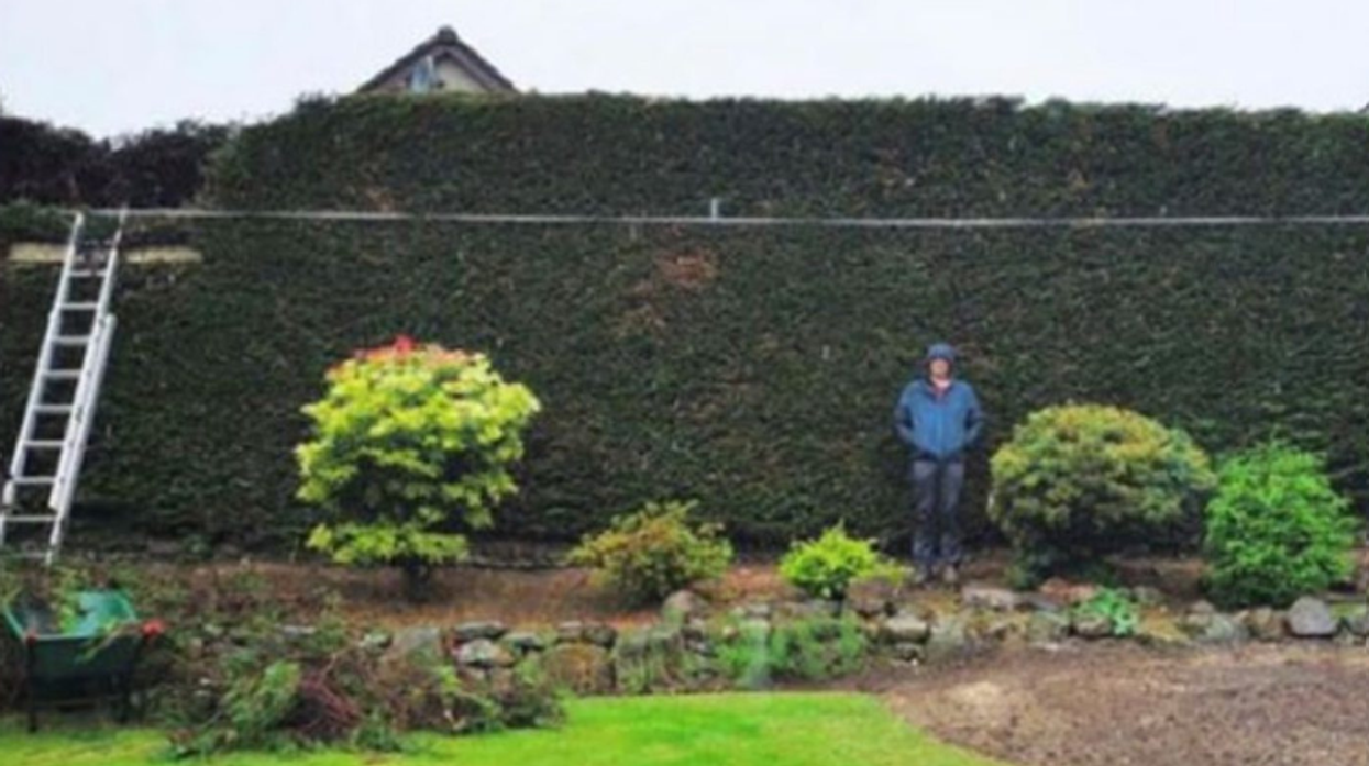 The hedge in Crieff, Scotland
