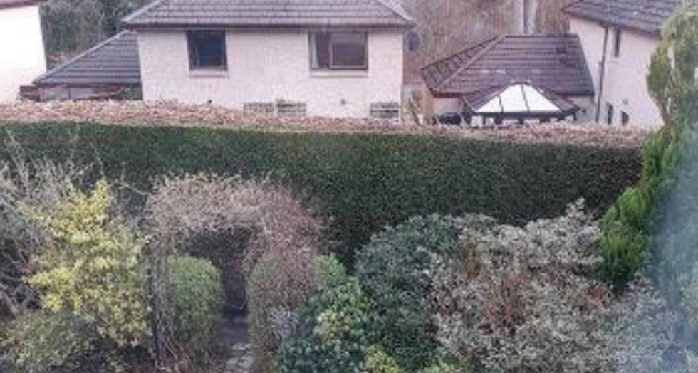 The hedge
