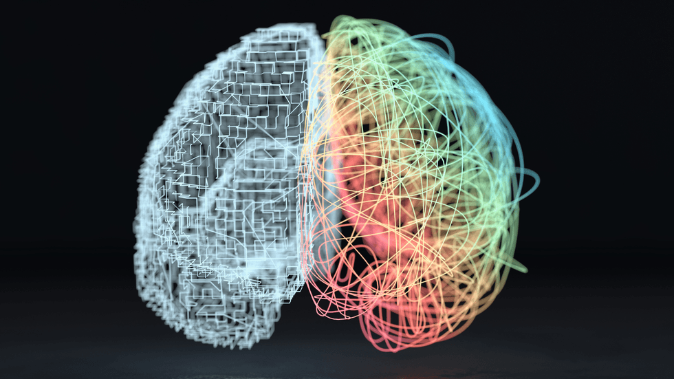 The hemispheres of the human brain