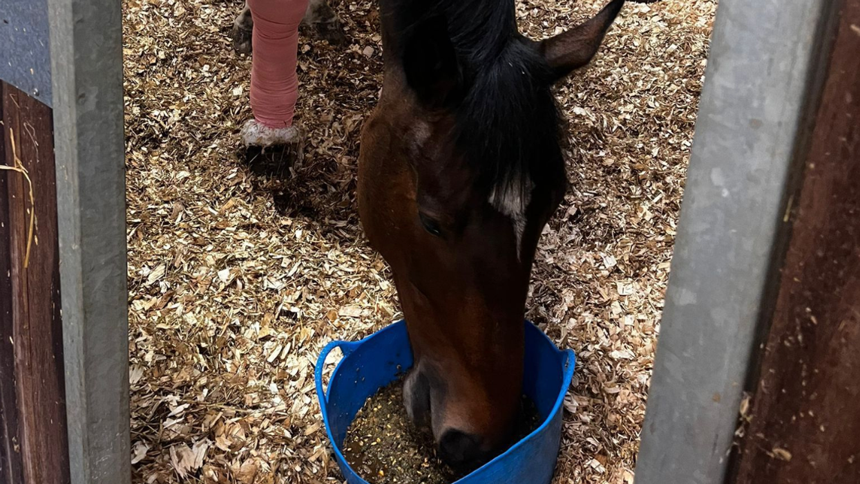 The horse eating food while recovering.