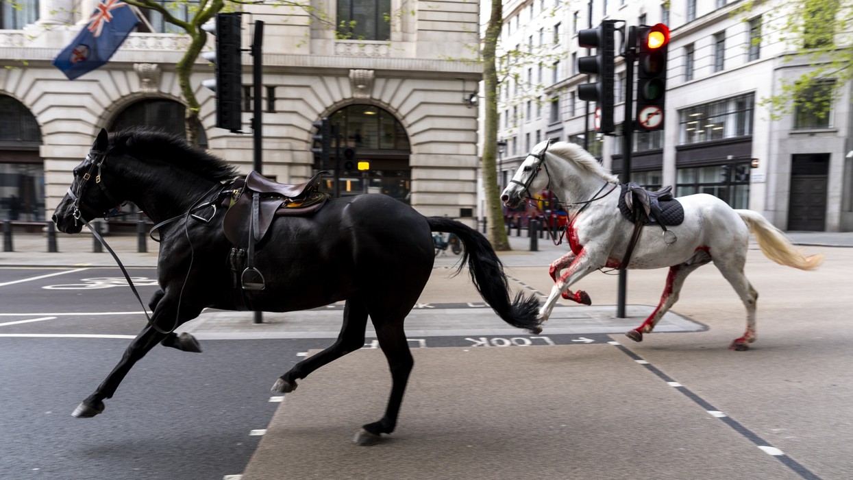 The horses were on the loose in central London
