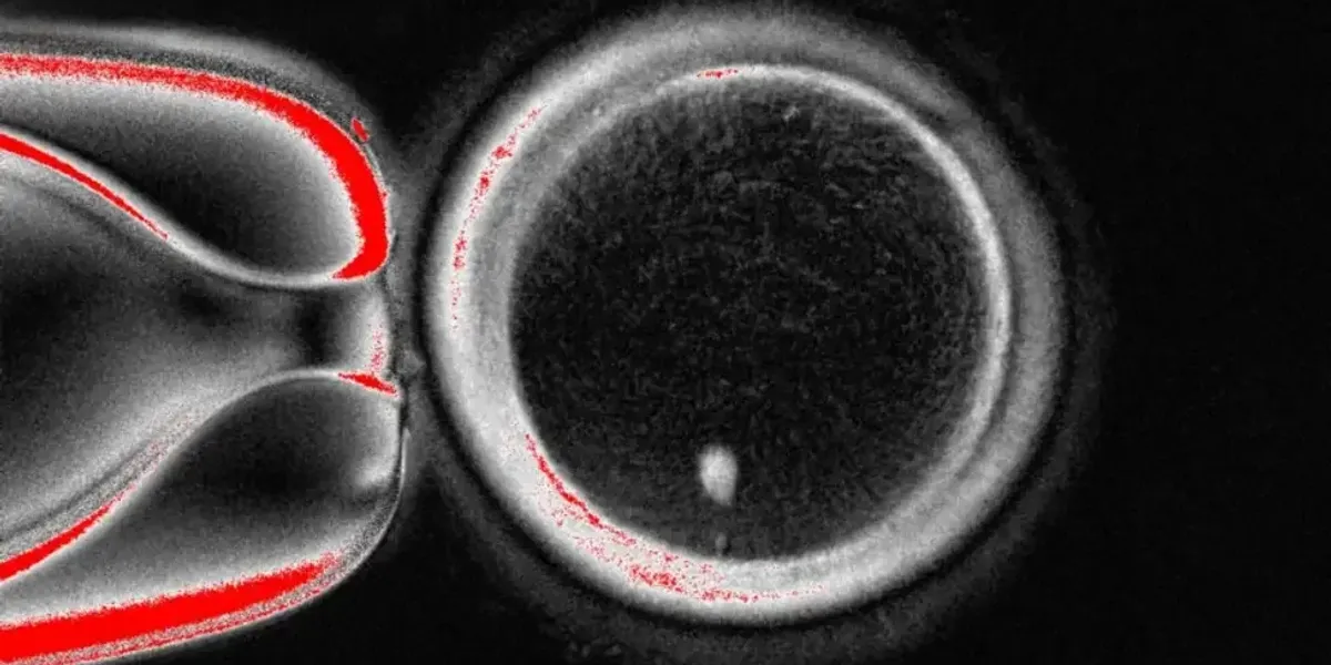 NextImg:Science breakthrough as babies could be born WITHOUT biological mothers