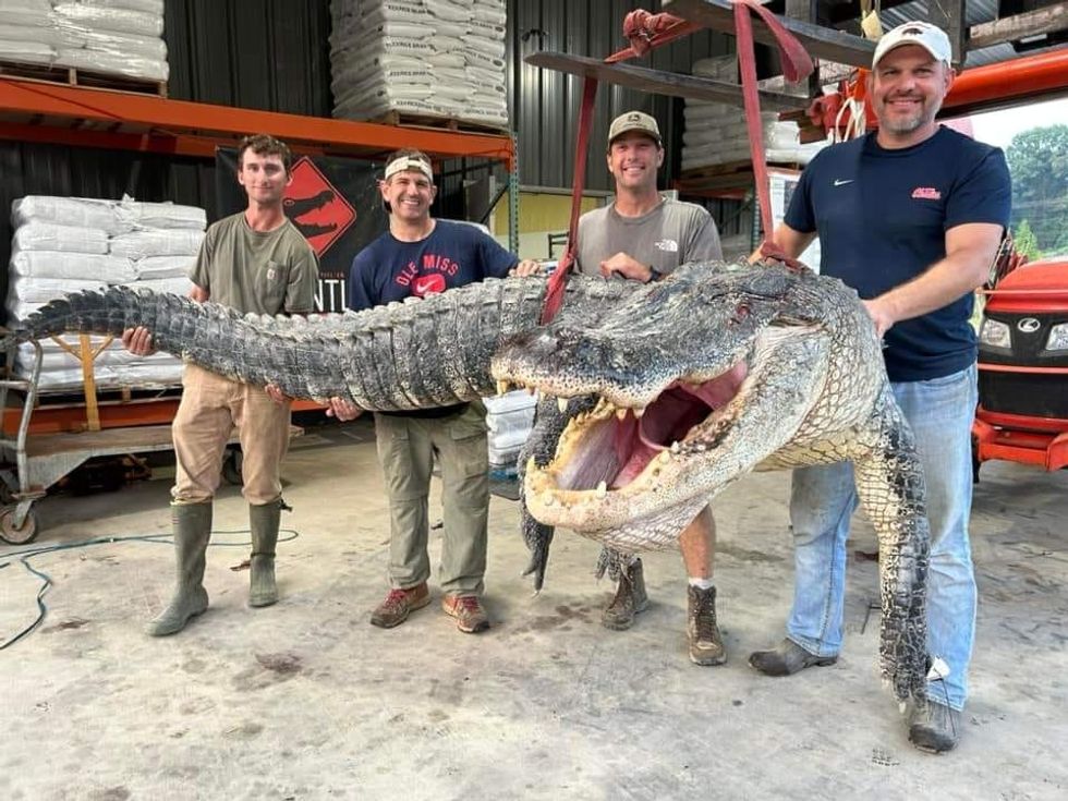 The male alligator, which weighed in at nearly 365 kilograms, was hoisted from the Yazoo river