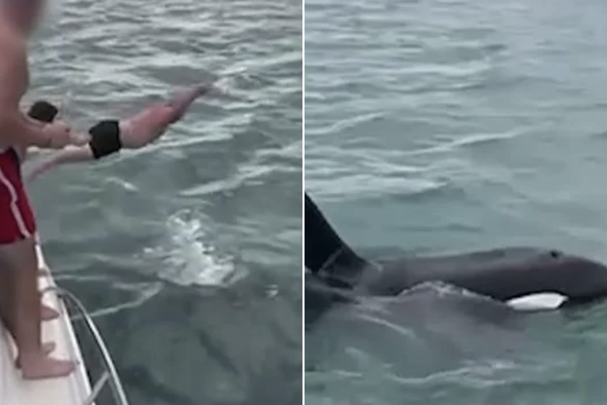 The man was captured diving onto the creature