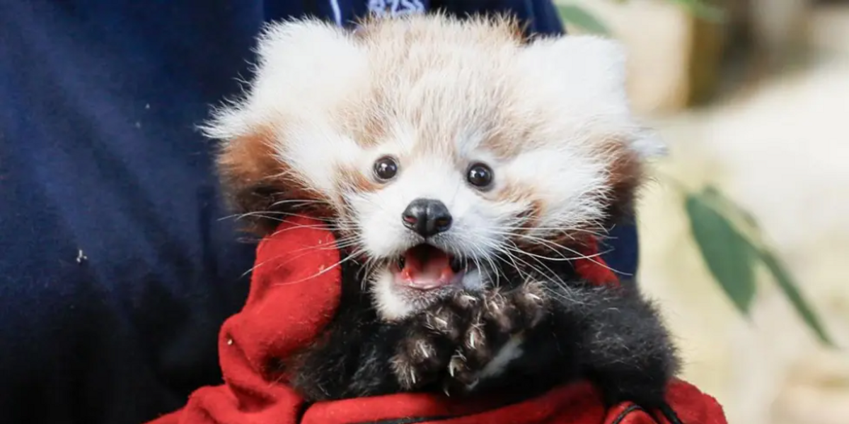 Red panda tragically dies at Edinburgh zoo after 'firework fright'