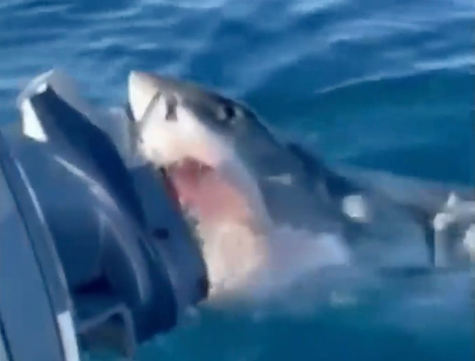 The moment the great white shark tried to take a bite out of the boat's motor