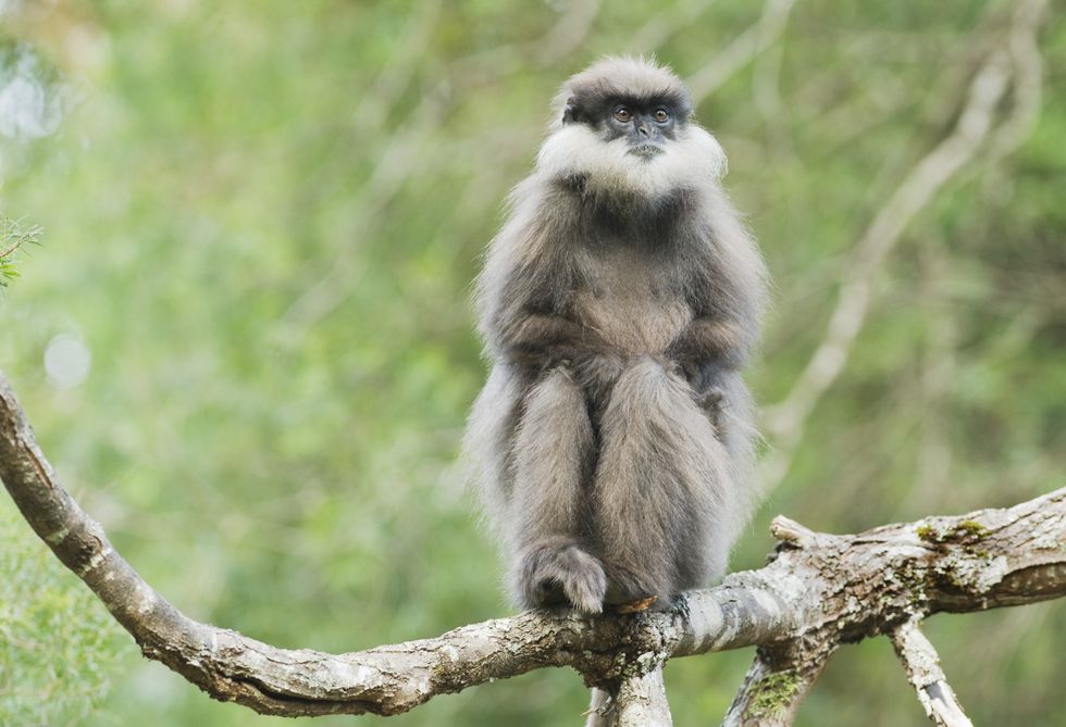 The monkey could be a Langur, a resident has claimed