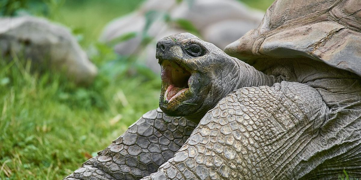 NextImg:Seven rare giant tortoises turn up dead in middle of English countryside