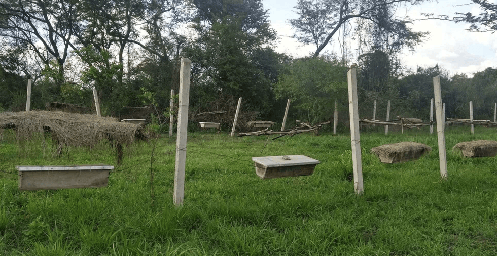 Barreiras naturais mantêm os elefantes afastados