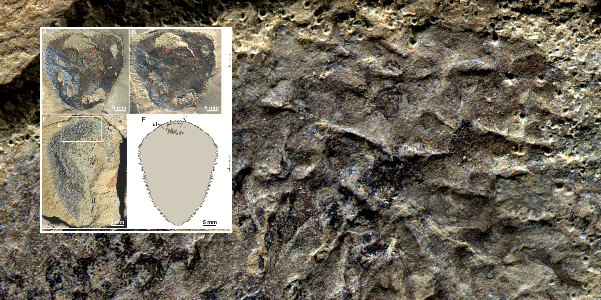 NextImg:Archaeology breakthrough as scientists finally solve 500m-year fossil mystery