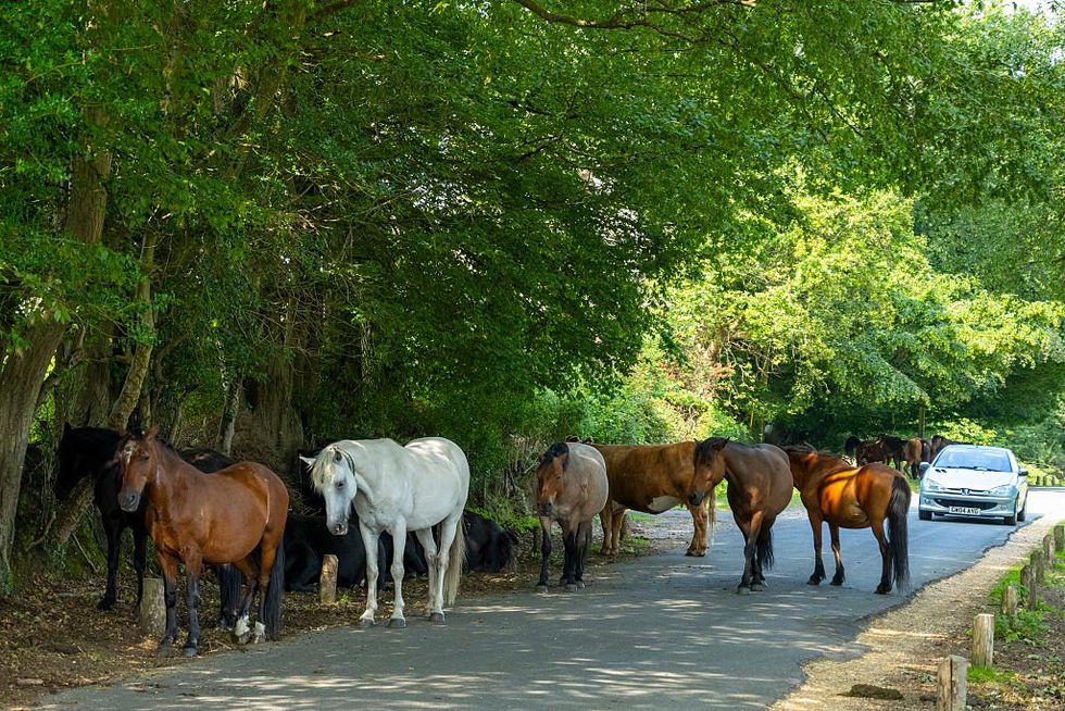 The New Forest \u200b