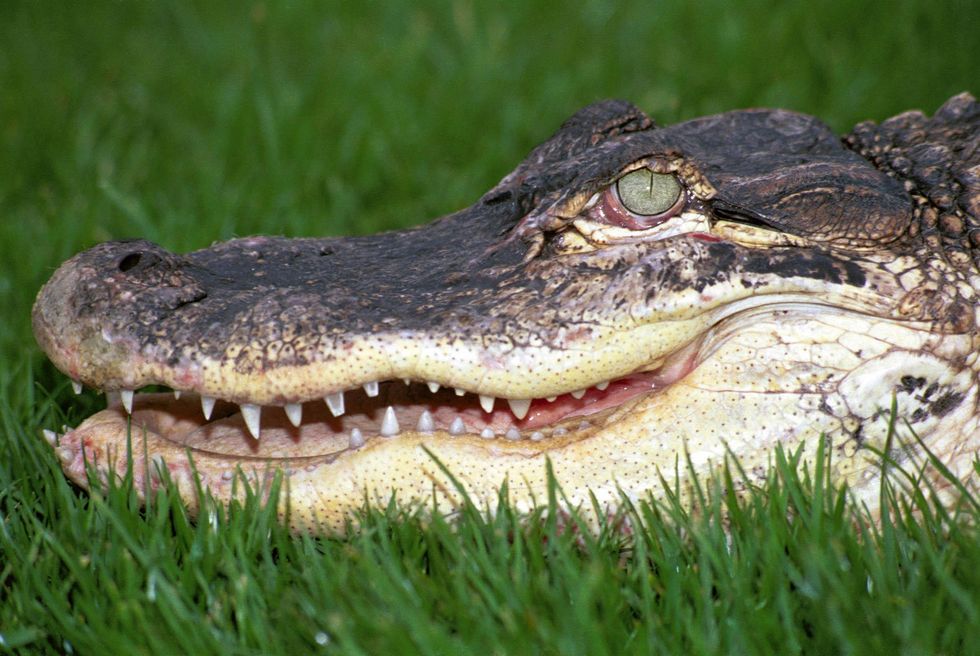The pair of alligators were later removed from the pond and euthanised.