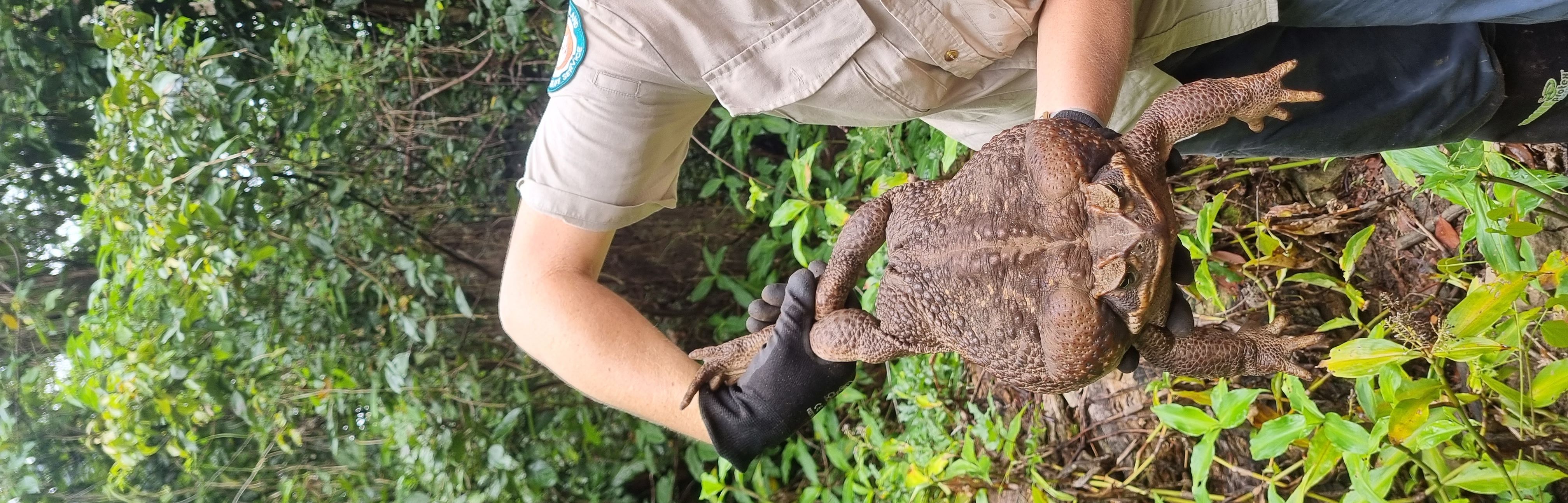 The park ranger said she has never seen a toad so big