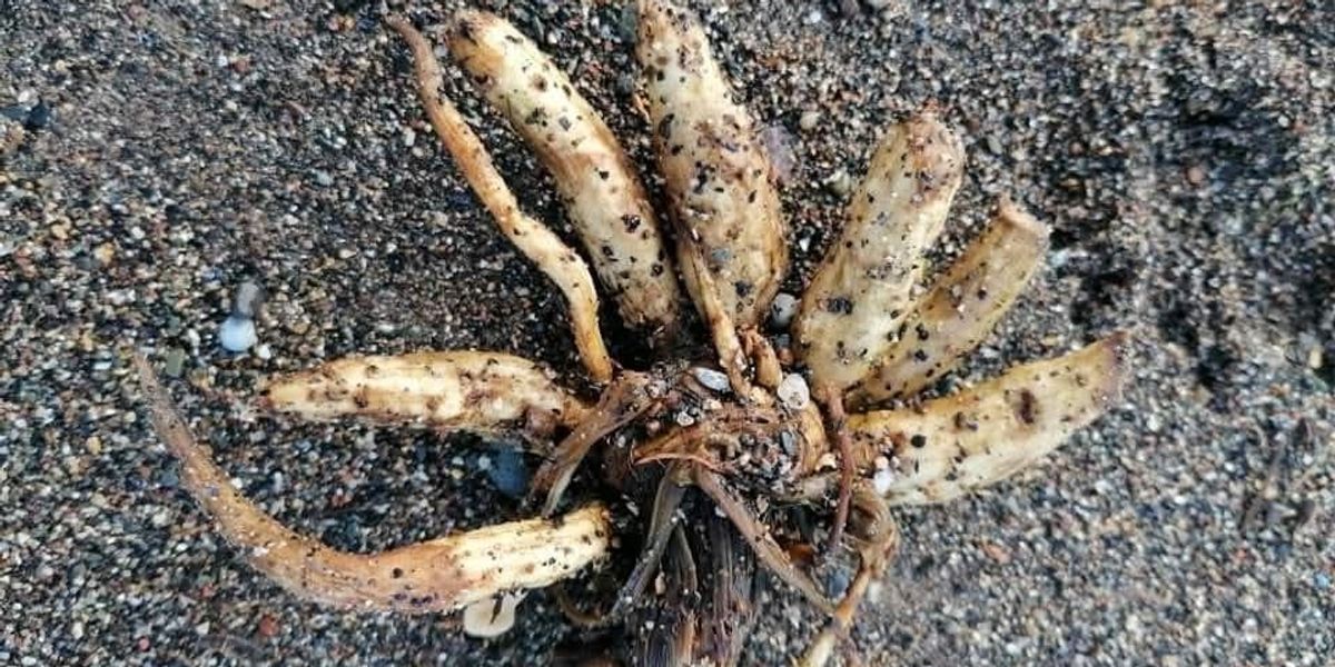 British beachgoers issued warning for MILES of coastline after potentially fatal poisonous plant found British beachgoers issued warning for MILES of coastline after potentially fatal poisonous plant found