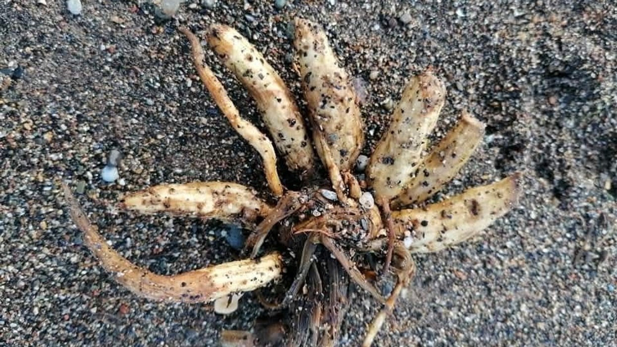 The plant can be poisonous