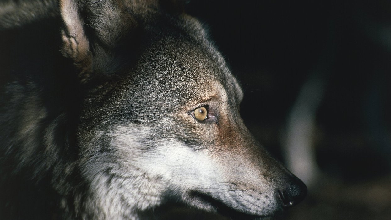 Entire pack of wolves poisoned as urgent investigation underway