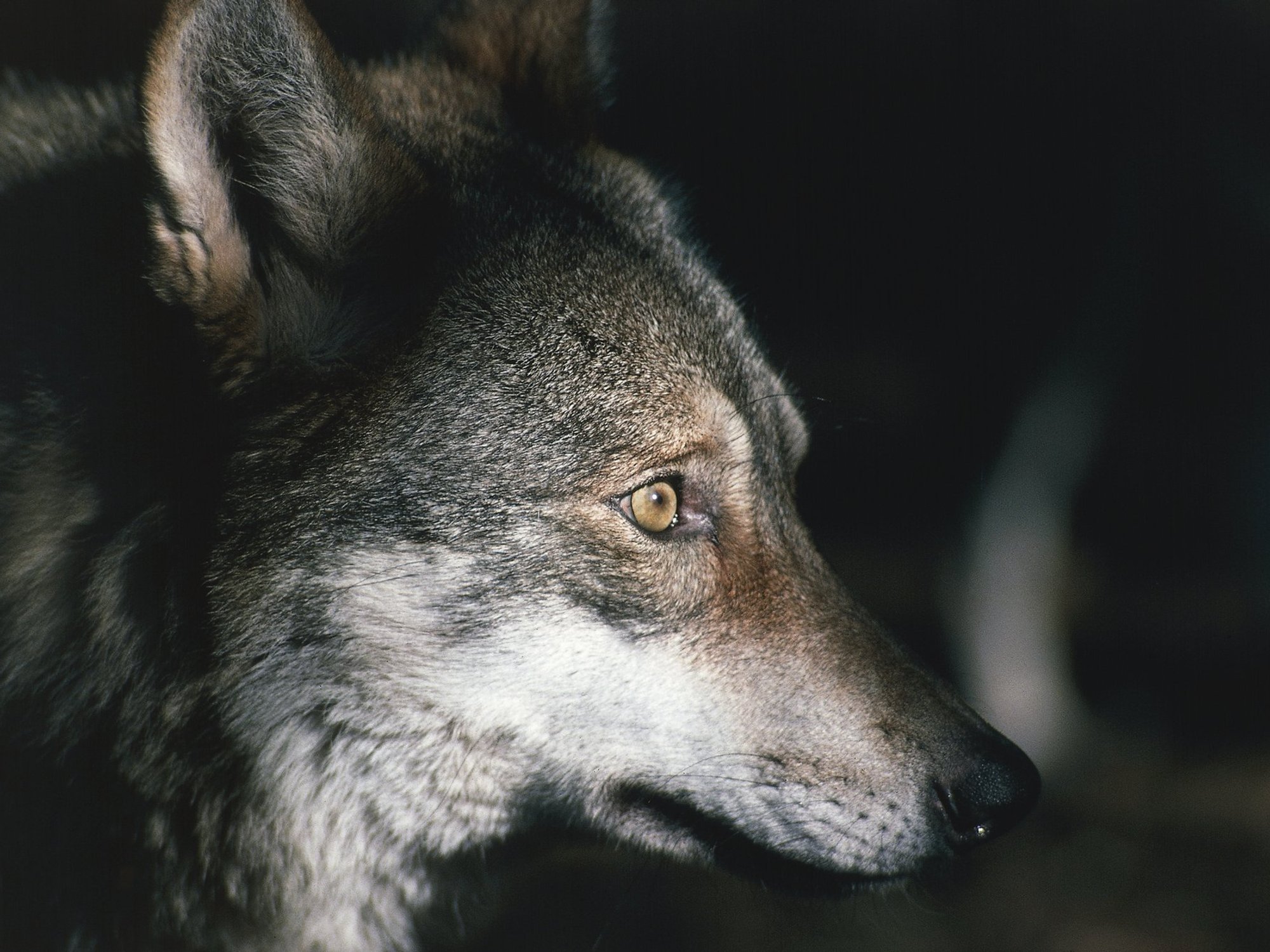 Entire pack of wolves poisoned as urgent investigation underway
