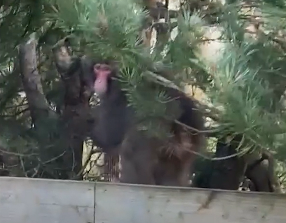 The primate escaped from its enclosure at Highland Wildlife Park near Kingussie on Sunday