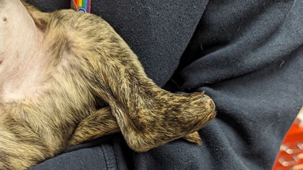 The puppy\u2019s missing paw has been reported to be a deformity