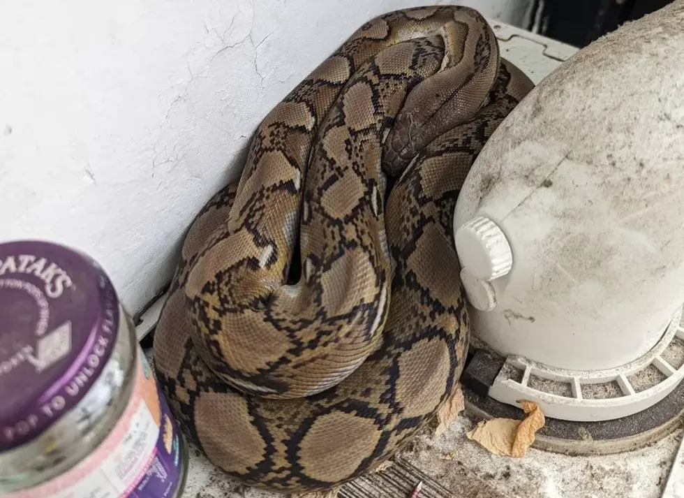 The python resting on the boiler