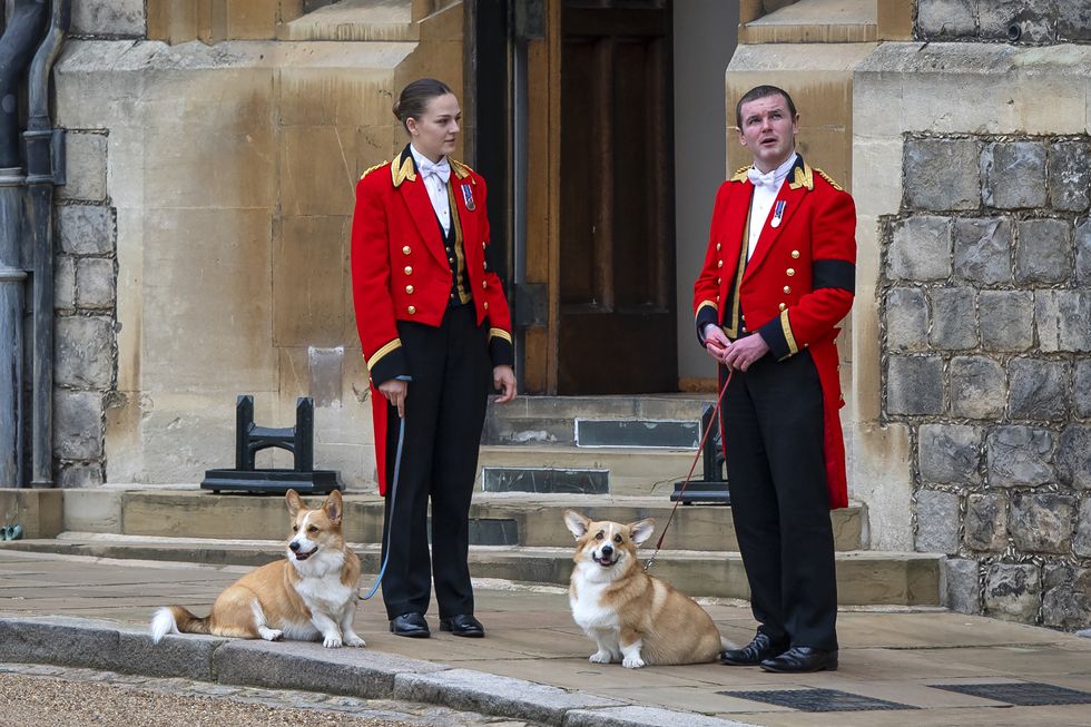 The Queen's royal Corgis
