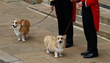 The Queen's two corgis Muick and Sandy