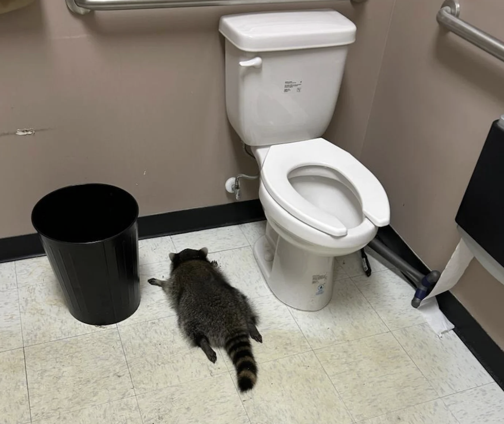 The raccoon was passed out after raiding a liquor store