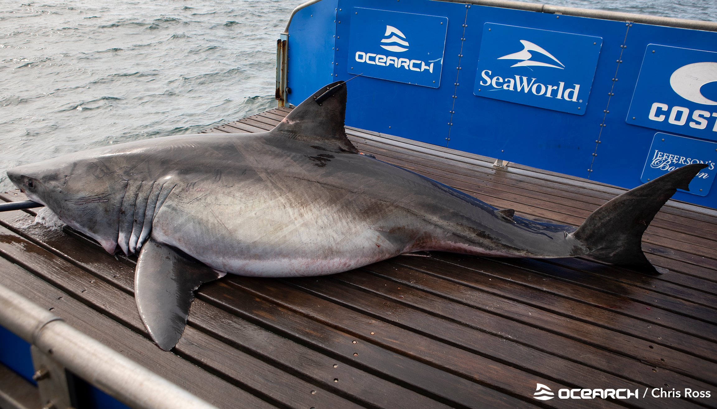 The record-breaking great white was located off the coast of North Carolina