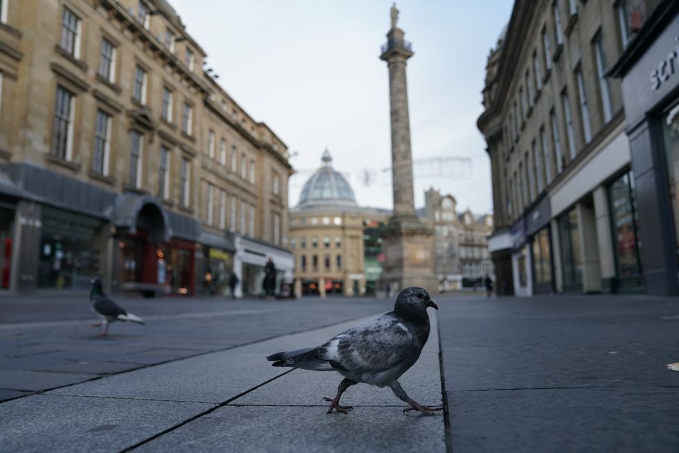 The restaurant was serving street pigeons (file pic) \u200b