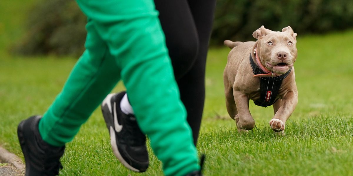 NextImg:'XL Bully dog' attacks passerby in park as police announce search for two females