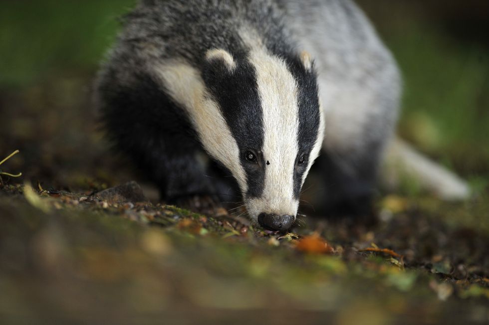 The row broke out over the badger