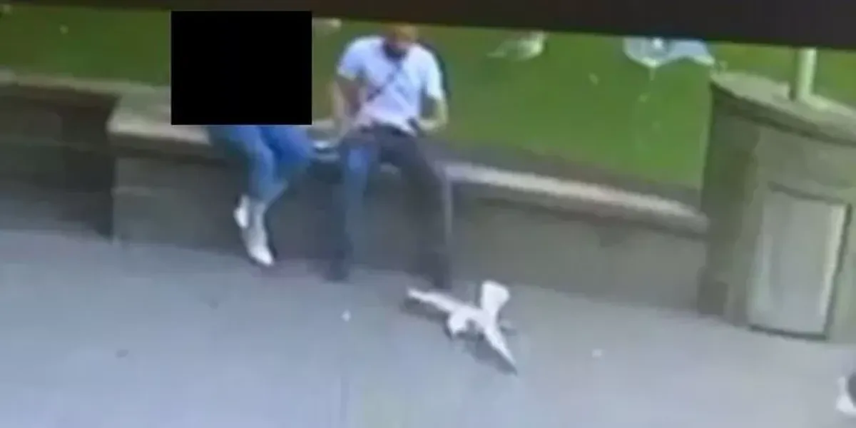 NextImg:Man threw seagull to the ground before kicking it in horror animal attack
