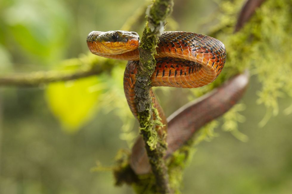 The Salmon-bellied Racer