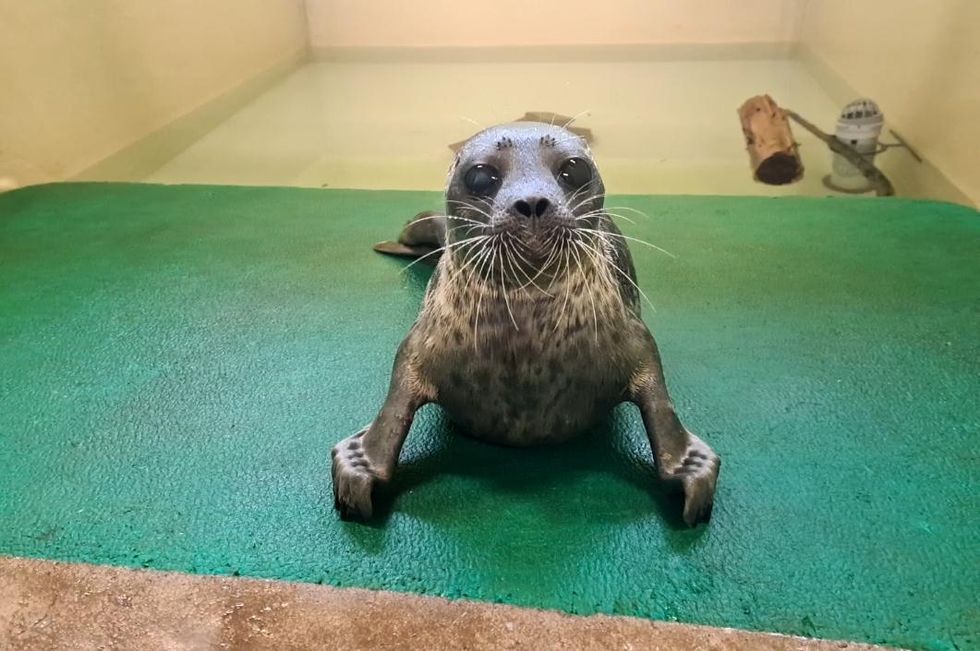 The Scottish Society for the Prevention of Cruelty to Animals (SSPCA) worked to heal Hispi - a rare ringed seal the likes of which have only been sighted in the UK up to 30 times in the last century - before releasing him back to the waters off Shetland.