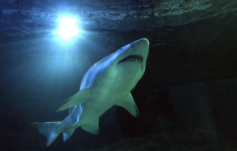 The shark is said to have travelled around 13,000 miles since being tagged in October 2019.