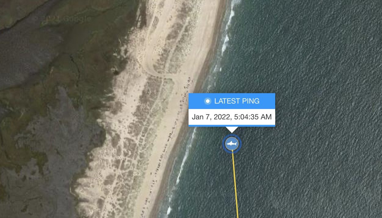 The shark's tag transmitted a ping in the waters off the Carolinas