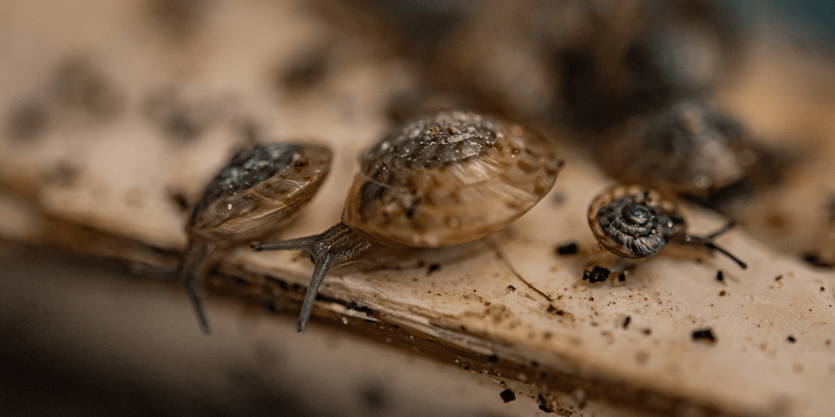 Chester Zoo revives ‘extinct’ species after handful of specimens discovered in alleyway Chester Zoo revives ‘extinct’ species after handful of specimens discovered in alleyway