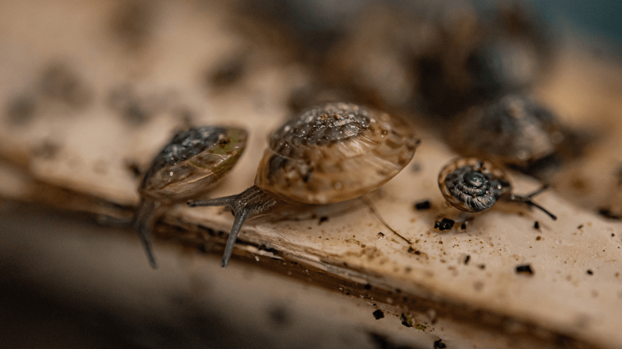 The snails