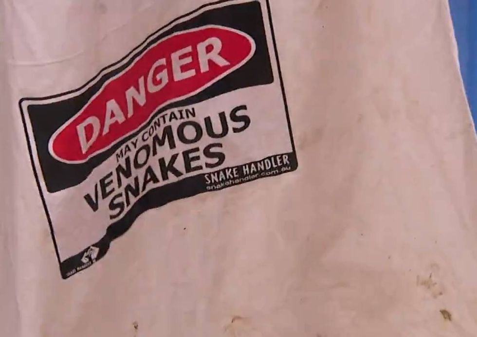 The snake is one of the most venomous in the world